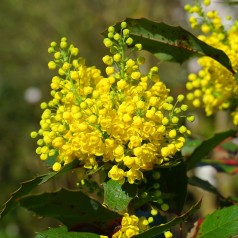 Mahonia aquifolium Apollo / Mahonie