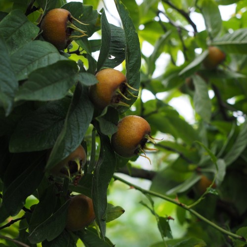 Mespilus germanica 'Westerveld' - Mispel - Aberøv