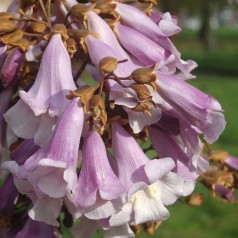 Paulownia tomentosa / Kejsertræ