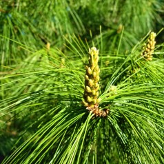TåreFyr - Pinus wallichiana 25-30 cm.