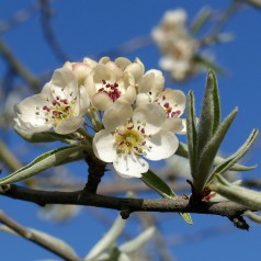 Pyrus salicifolia Pendula - Pilebladet Pære - Nordens oliven