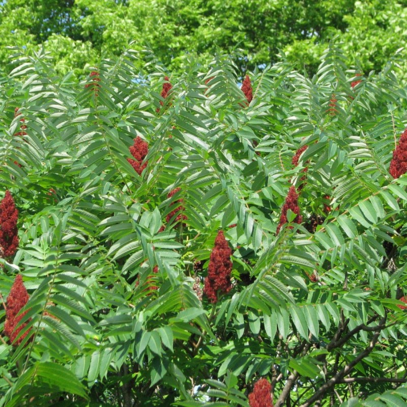Rhus typhina - Hjortetaktræ