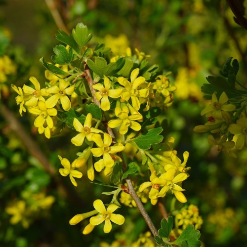 Ribes aureum / odoratum - Guldribs