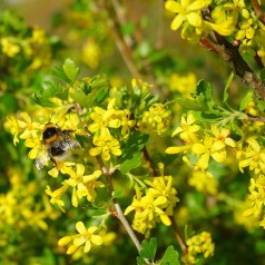 Ribes aureum / odoratum - Guldribs