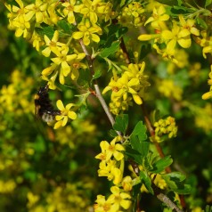 Ribes aureum / odoratum - Guldribs