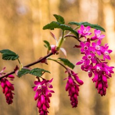 Ribes sanguineum - Blodribs