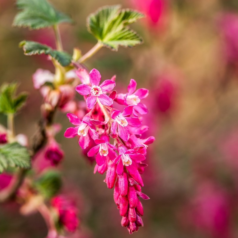 Ribes sanguineum - Blodribs