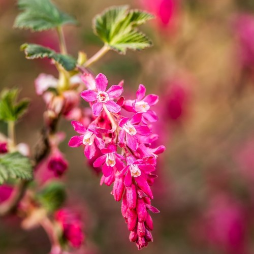 Ribes sanguineum - Blodribs