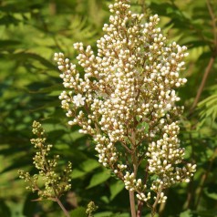 Sorbaria sorbifolia - Tusindtop