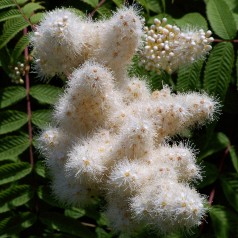 Sorbaria sorbifolia - Tusindtop
