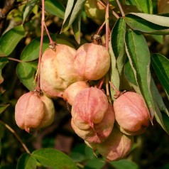 Staphylea pinnata - Blærenød