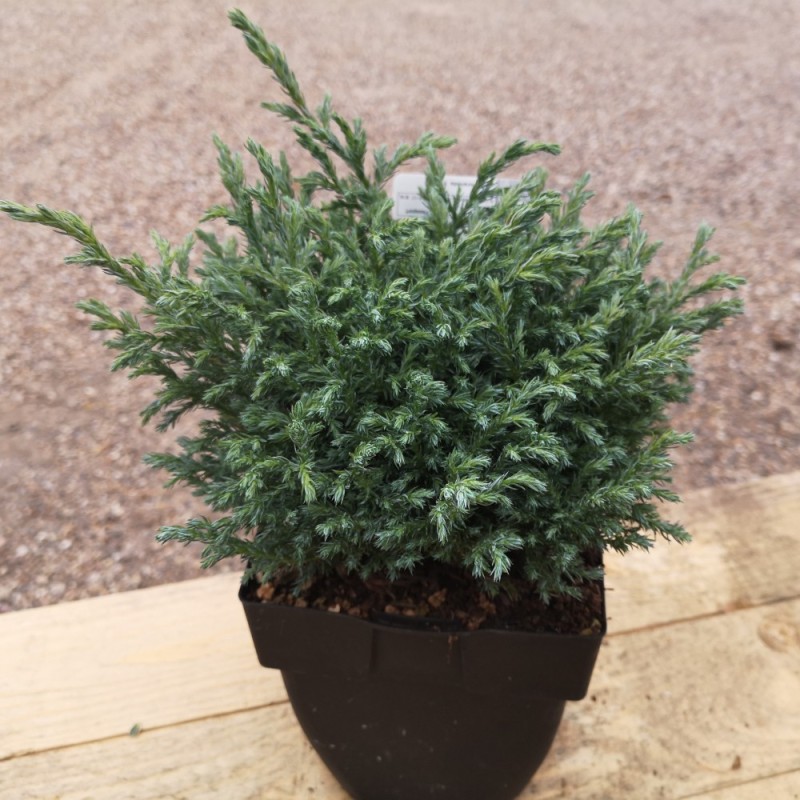 Chamaecyparis pisifera Baby Blue - Dværg Cypres