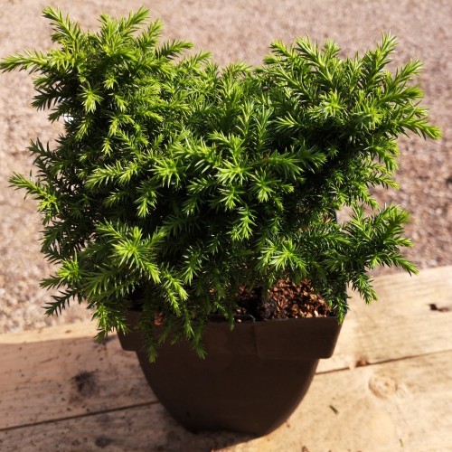 Cryptomeria japonica Vilmoriniana - Kryptomeria