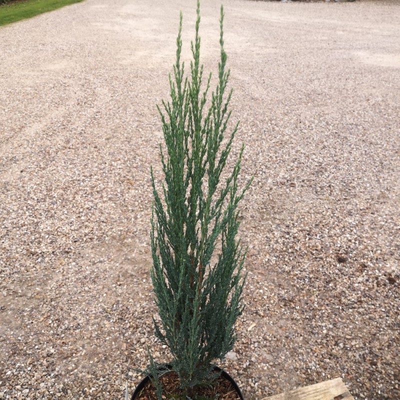 Juniperus virginiana Blue Arrow - Søjleene / 50-60 cm.