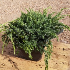 Juniperus squamata Blue Carpet - Blå krybende Enebær