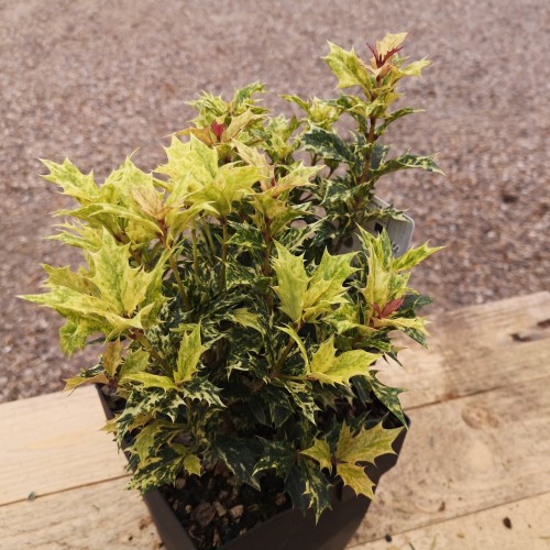 Dj vletr Goshiki 20 30 Cm Osmanthus Heterophyllus Goshiki