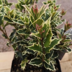 Osmanthus heterophyllus Variegatus - Djævlebusk