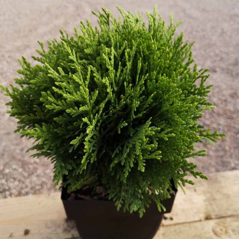 Thuja occidentalis Danica - Kuglethuja