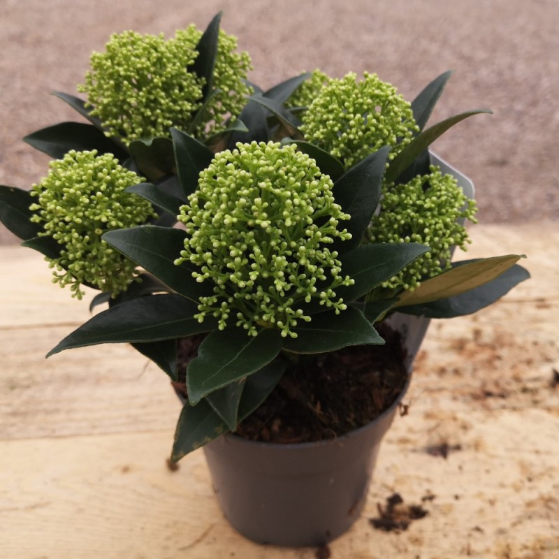 Skimmia japonica White Dwarf - 10 cm.