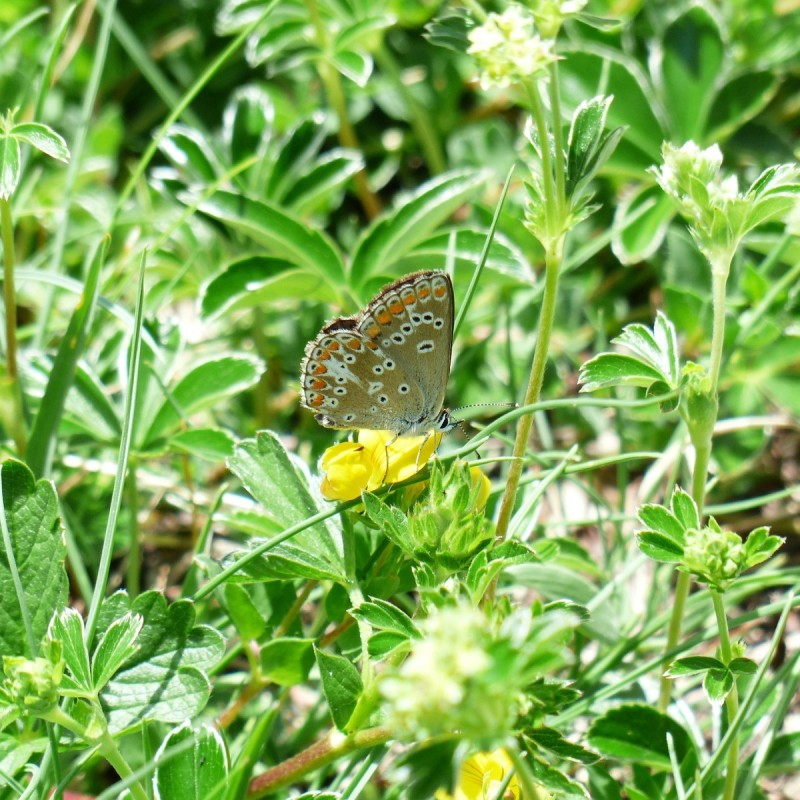 Alchemilla alpina / Løvefod