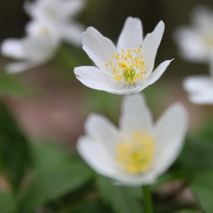 Anemone sylvestris - Anemone