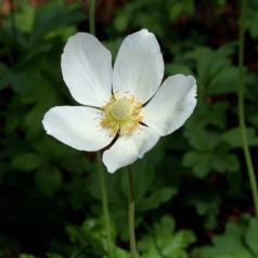 Anemone sylvestris - Anemone