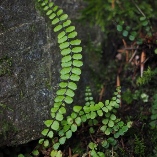 Asplenium trichomanes / Rundfinnet Radeløv