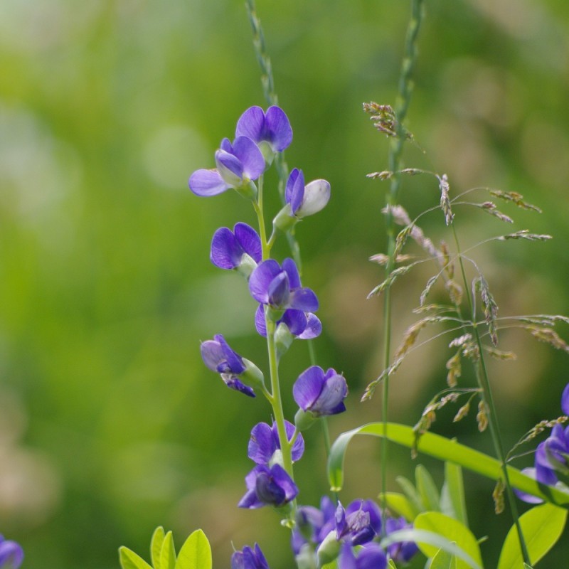 Baptisia australis / Farvebælg