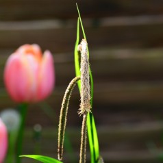 Carex pendula / Kæmpe Star