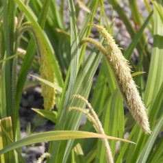 Carex pendula / Kæmpe Star