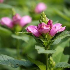 Chelone obliqua / Duehoved / Skjoldblomst