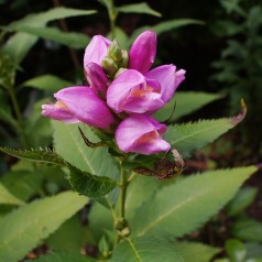 Chelone obliqua / Duehoved / Skjoldblomst