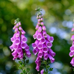 Digitalis purpurea / Fingerbøl