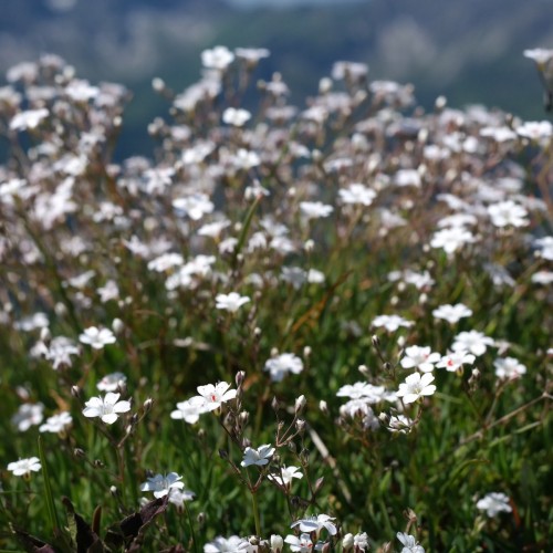 Gypsophila repens / Stenhøjsbrudeslør