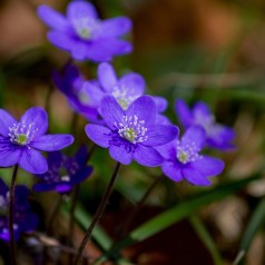 Hepatica nobilis / Blå Anemone