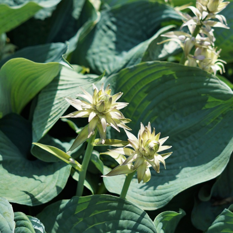 Hosta Sieboldiana / Funkia