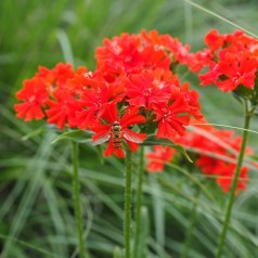 Lychnis chalcedonica - Brændende Kærlighed