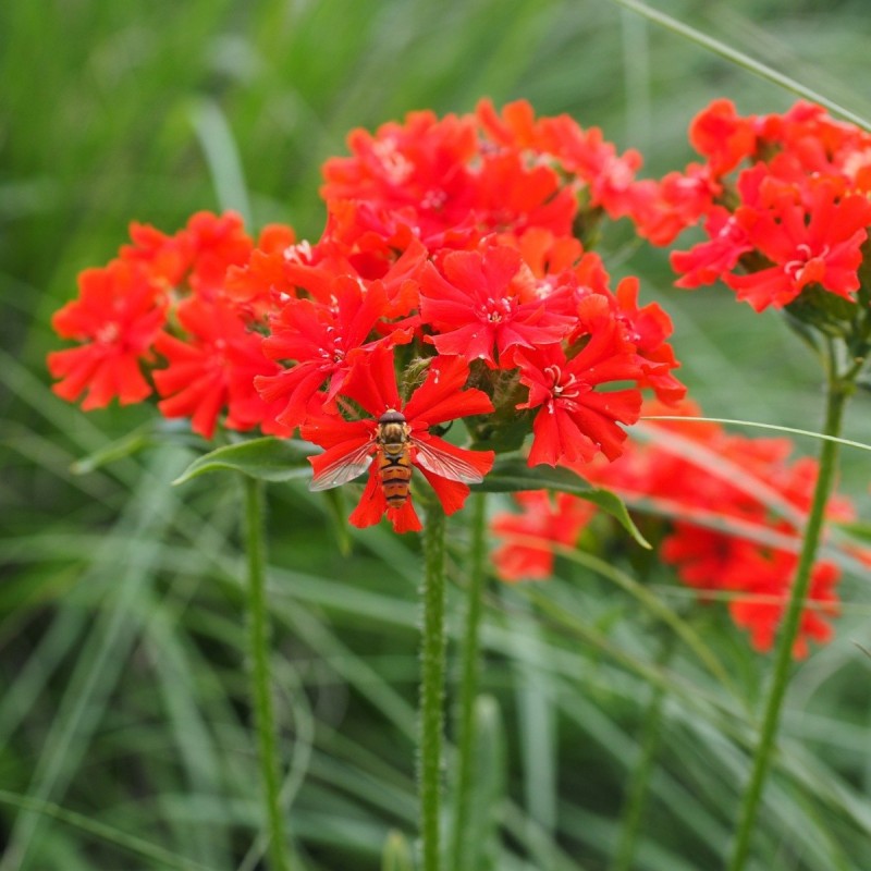 Lychnis chalcedonica - Brændende Kærlighed Lychnis chalcedonica - Brændende Kærlighed