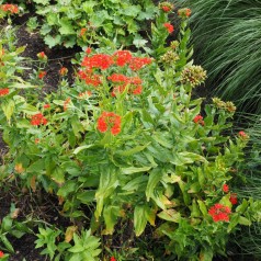 Lychnis chalcedonica - Brændende Kærlighed