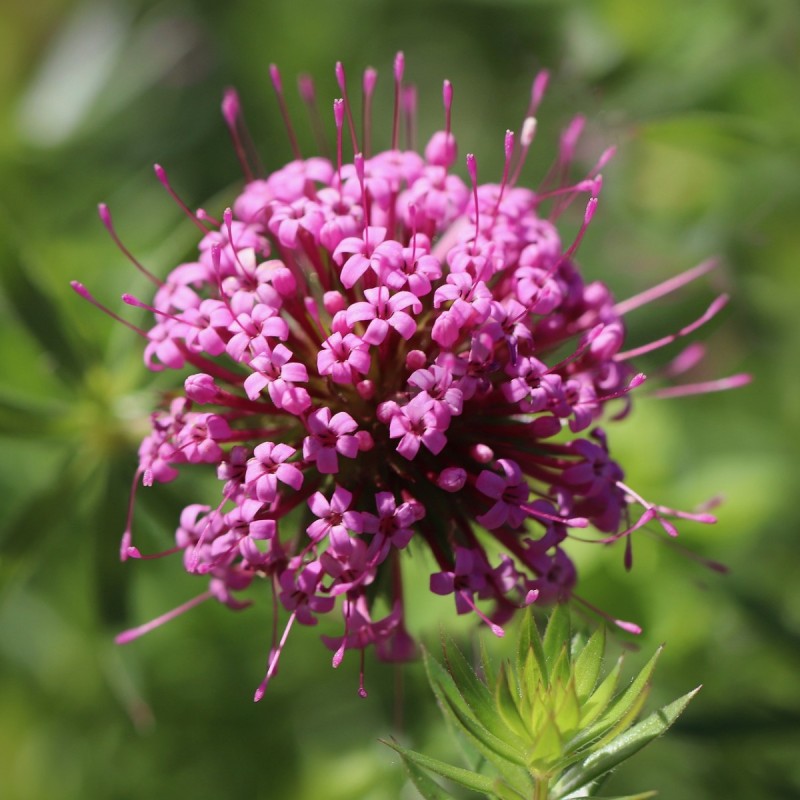 Phuopsis stylosa / Rosenskovmærke