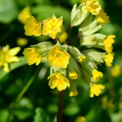 Primula veris / Kugleprimula