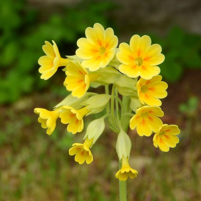 Primula veris / Kugleprimula