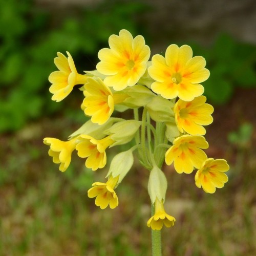 Primula veris / Kugleprimula