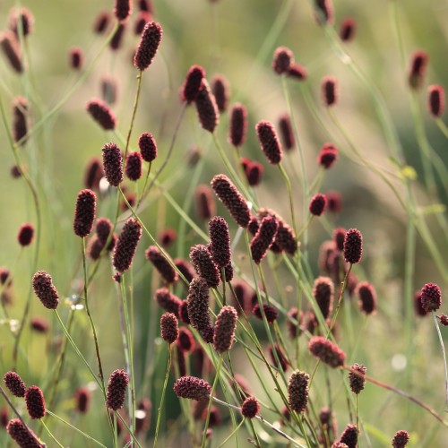 Sanguisorba officinalis / Kvæsurt