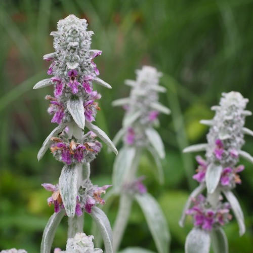 stachys byzantina / Lammeøre