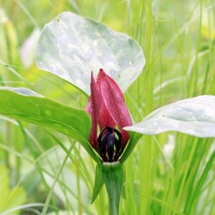 Trillium erectum / Treblad