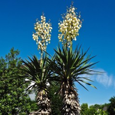Yucca filamentosa / Palmelilje