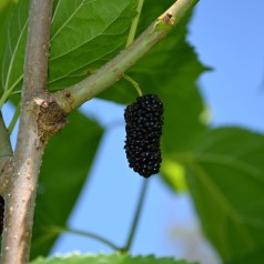 Morbær Giant Fruit - Morus alba Giant Fruit