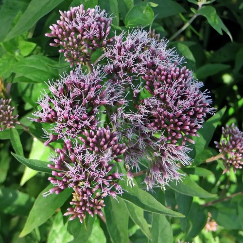 Eupatorium cannabinum - Hamp-hjortetrøst