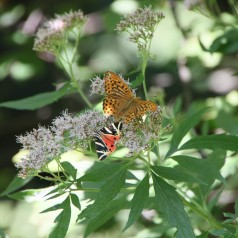 Eupatorium cannabinum - Hamp-hjortetrøst